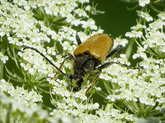 Trigonarthris proxima