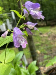 Penstemon smallii