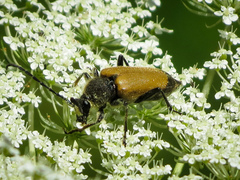 Trigonarthris proxima