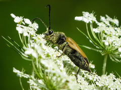 Trigonarthris proxima