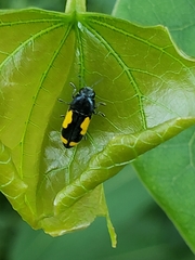 Ptosima gibbicollis