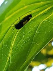 Ptosima gibbicollis