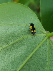Ptosima gibbicollis