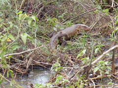 Dracaena paraguayensis