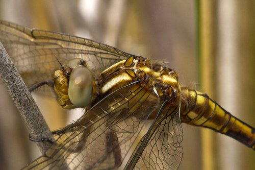 Keeled Skimmer
