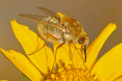 Apolysis