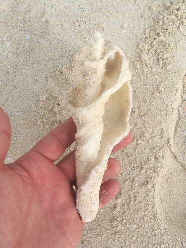 Turbinella angulata