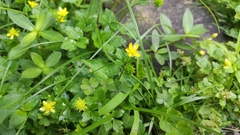 Ranunculus japonicus