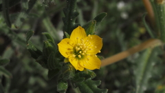 Mentzelia affinis