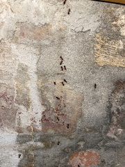 Crematogaster laeviuscula