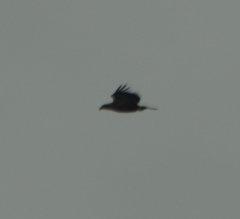 Haliaeetus leucocephalus