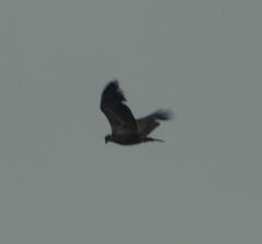 Haliaeetus leucocephalus