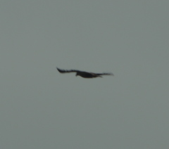 Haliaeetus leucocephalus