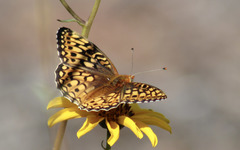 Speyeria callippe comstocki