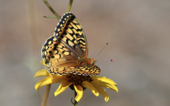 Speyeria callippe comstocki