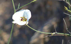Calochortus dunnii
