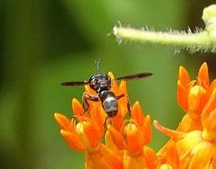 Physocephala marginata