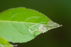 Aulagromyza orbitalis