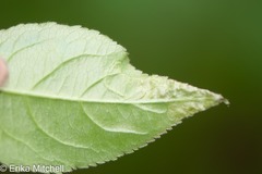 Aulagromyza orbitalis
