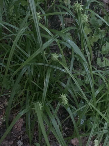 photo of Gray's Sedge (Carex grayi)