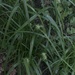 photo of Gray's Sedge (Carex grayi)