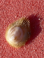Pilosabia trigona
