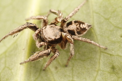 Habronattus cuspidatus