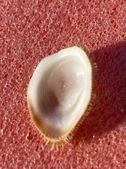 Pilosabia trigona