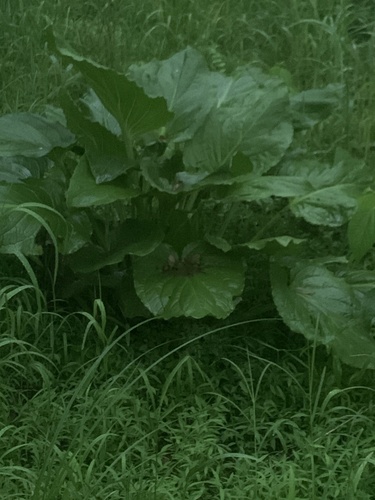 photo of Flowering Plants (Angiospermae)