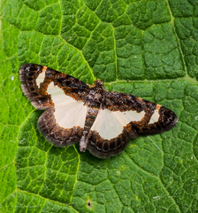 Heliomata cycladata