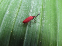 Dictyoptera