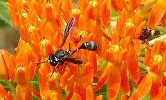 Physocephala marginata