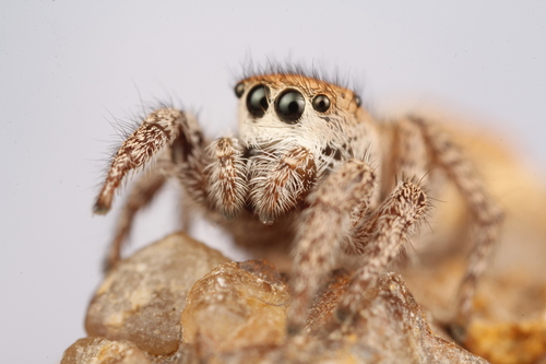 Habronattus clypeatus