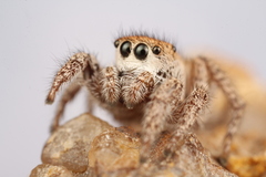 Habronattus clypeatus