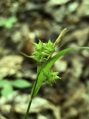 Carex pallescens