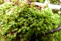 Catharomnion ciliatum