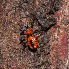 Tegea atropicta