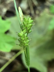 Carex pallescens