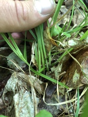 Carex pallescens