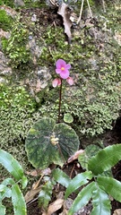 Begonia fimbristipula