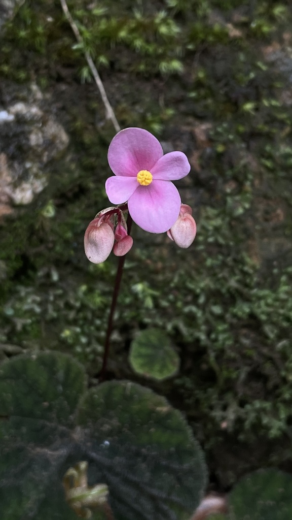 Begonia fimbristipula