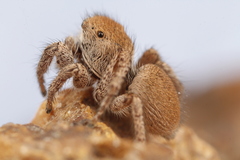 Habronattus clypeatus