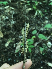 Rudiloria