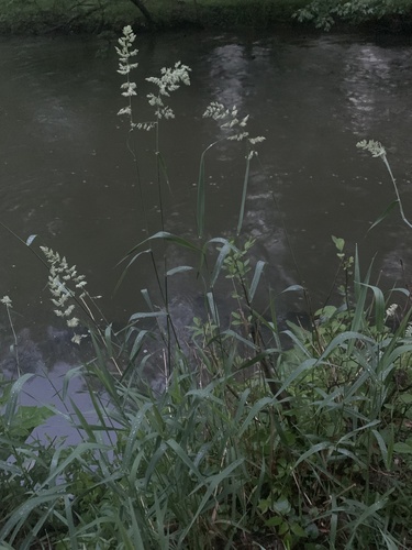 photo of Orchard Grass (Dactylis glomerata)