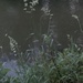 photo of Orchard Grass (Dactylis glomerata)