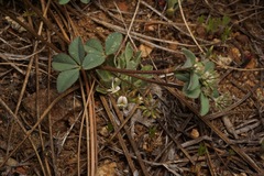 Trifolium breweri