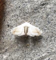 Bombyx