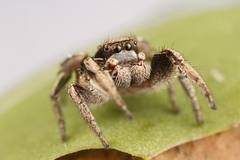 Habronattus cuspidatus
