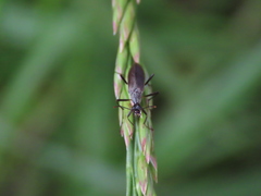 Cephaloon pallens