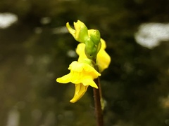 Utricularia geminiscapa